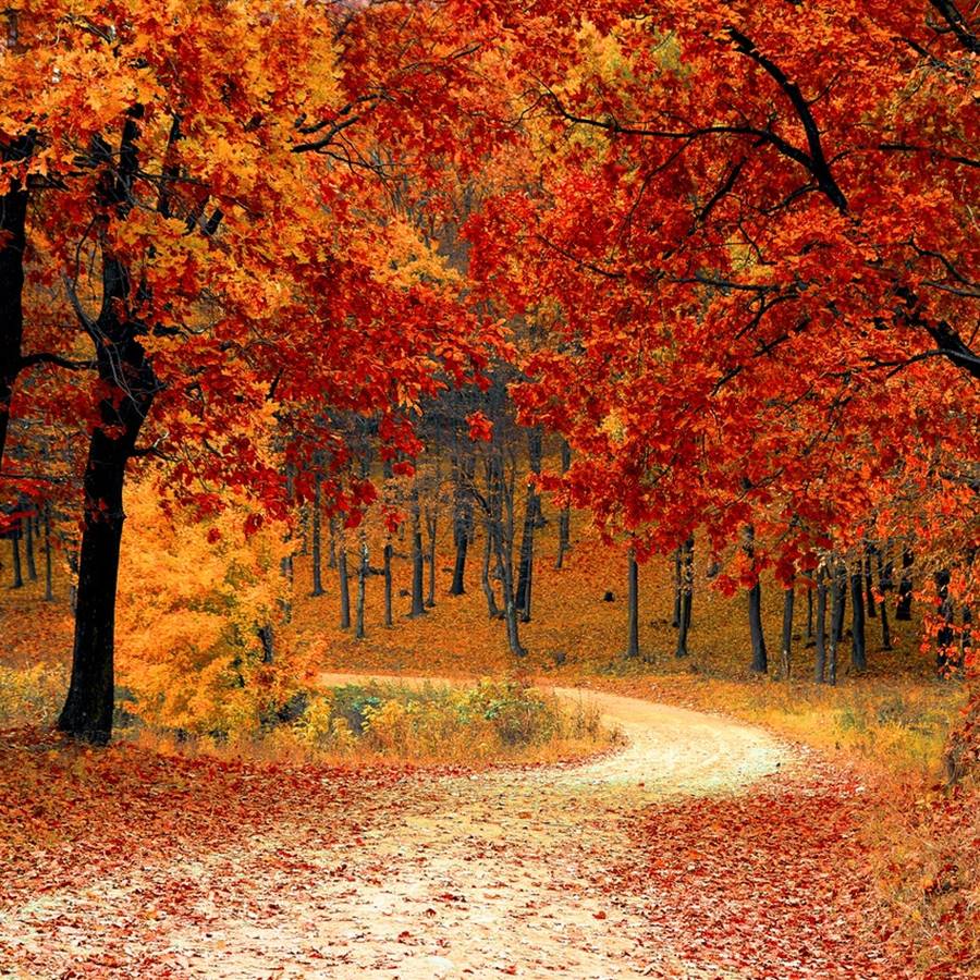 Los 7 árboles más emblemáticos del otoño y su simbolismo