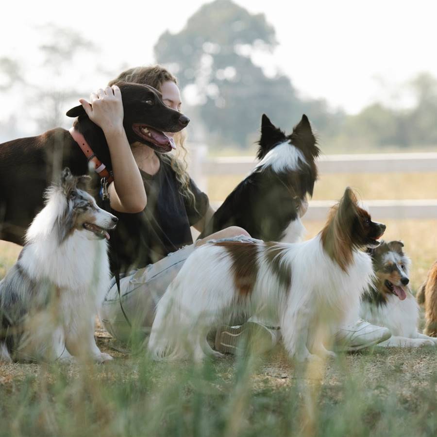 Beneficios de la terapia con perros, delfines o caballos