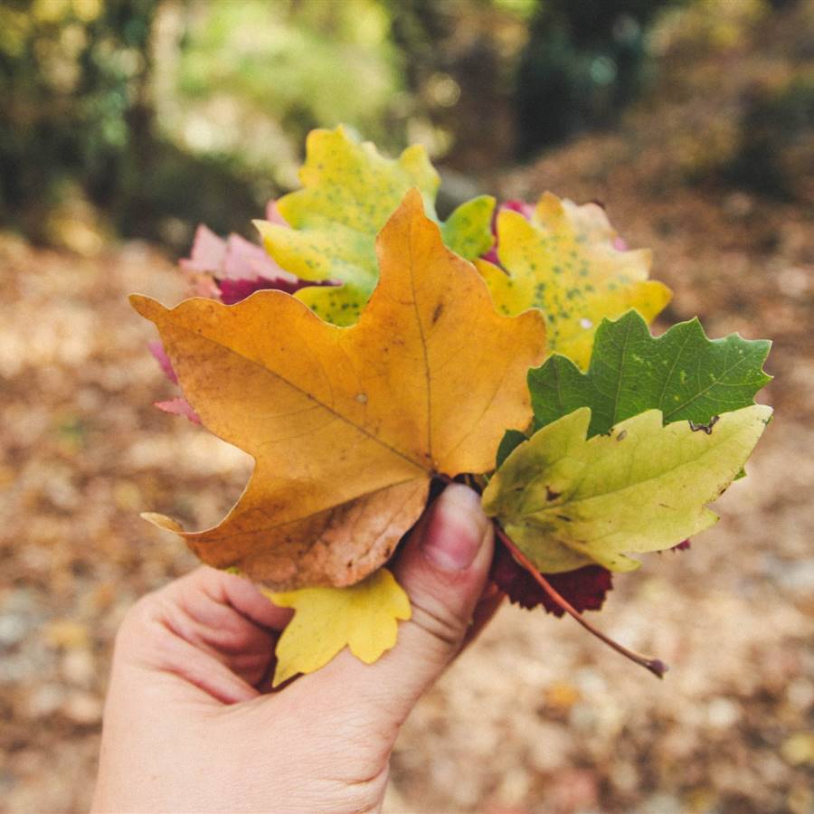 9 experiencias para disfrutar del bosque en otoño