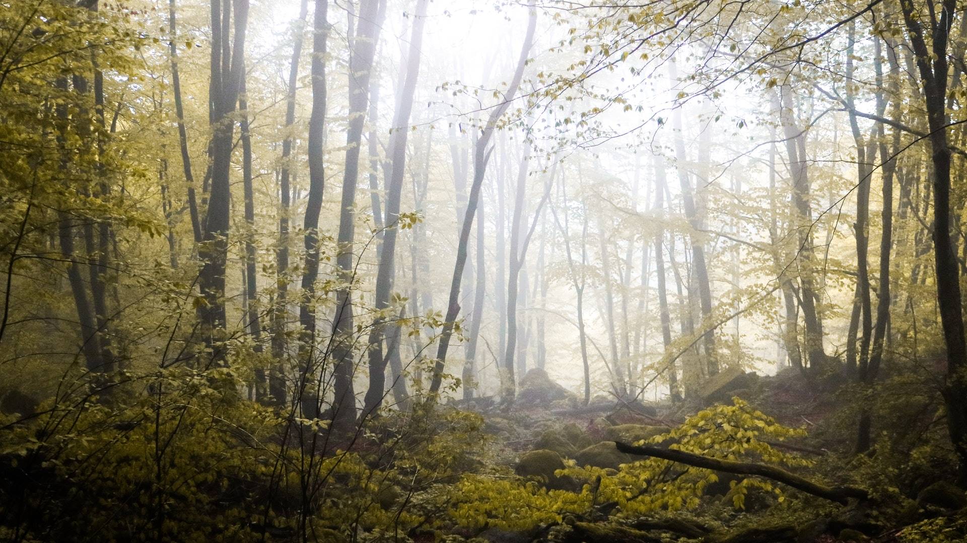 4 mark-de-jong-Zgf SsFSHQQ-unsplash