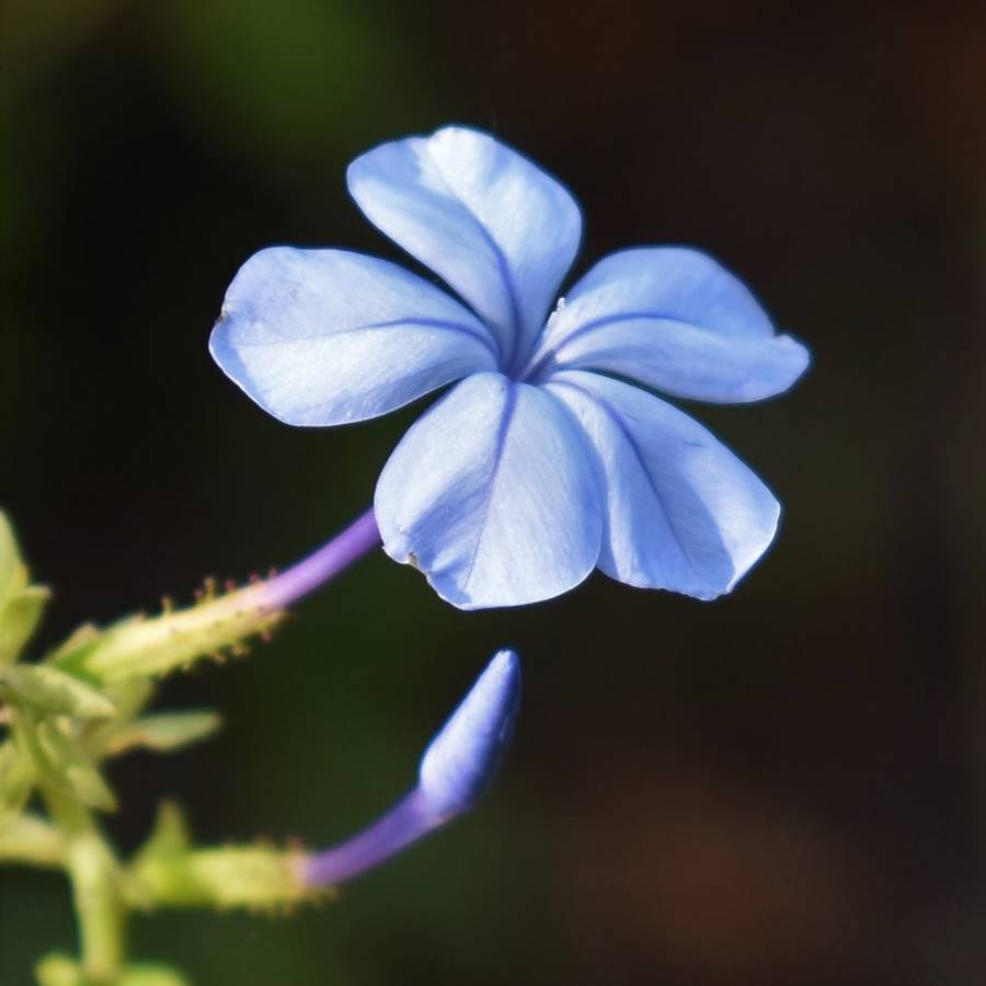 4 plantas para mejorar la memoria 