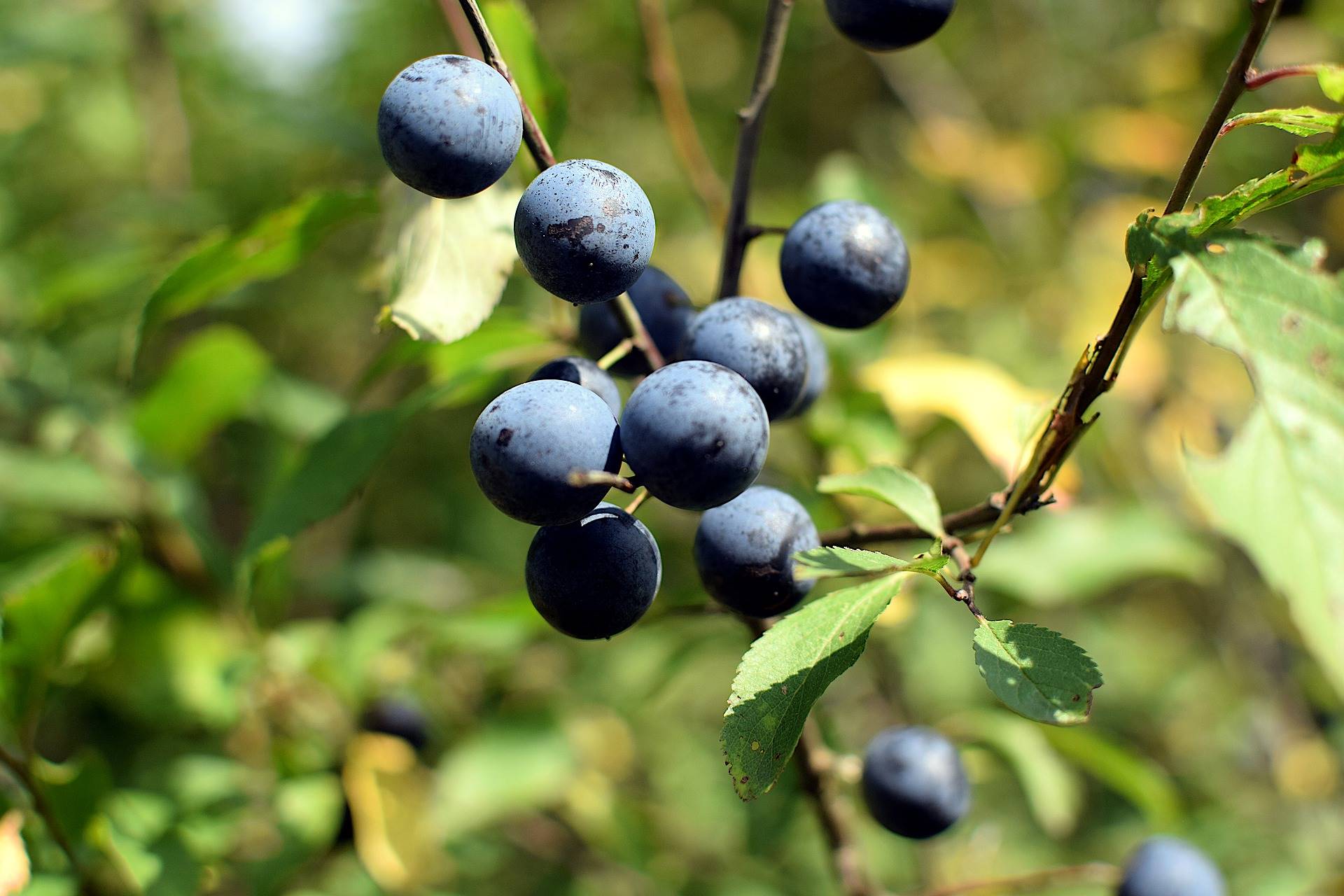 2 blueberries-g762dd8f3b 1920