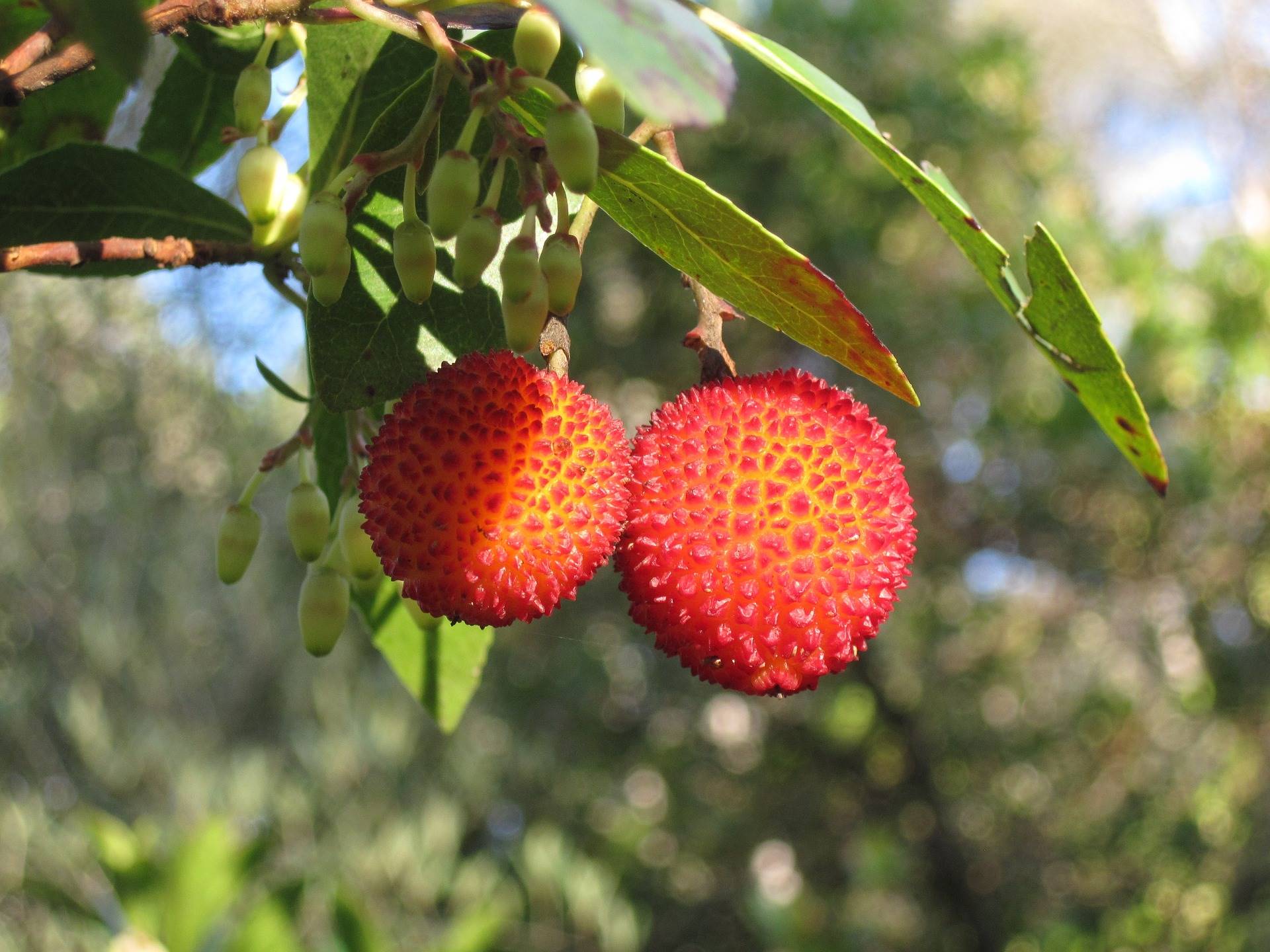 3 arbutus-unedo-g4a17fda58 1920