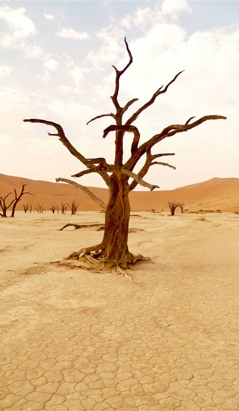desertificación