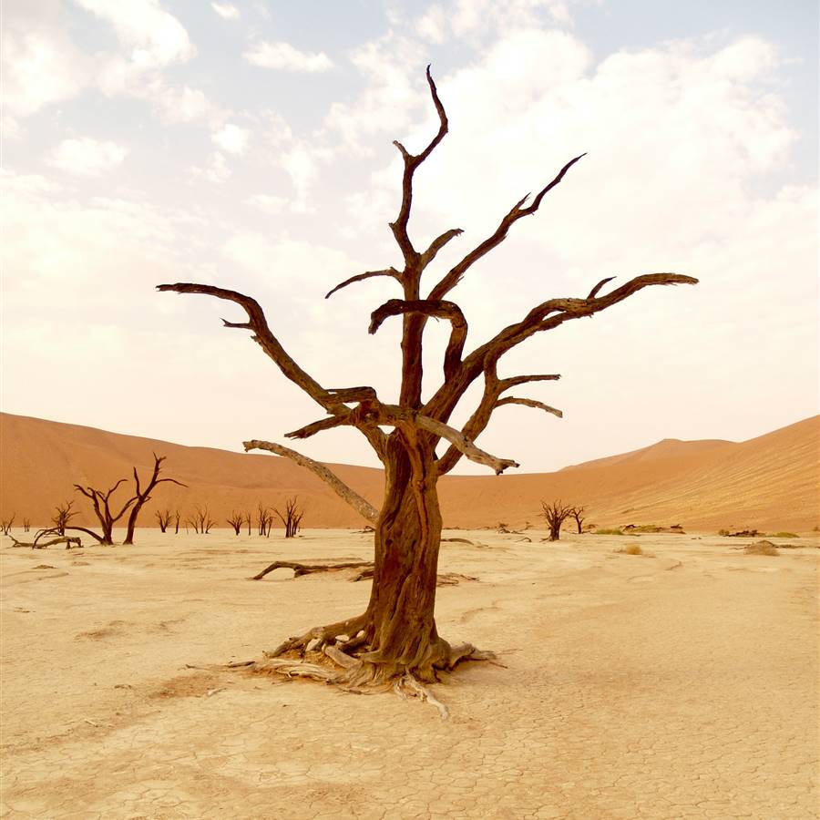 desertificación