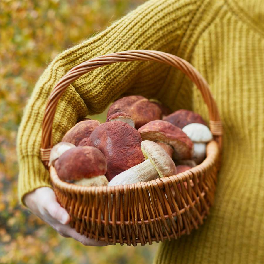Vitamina D2: la forma vegetal de la imprescindible vitamina D