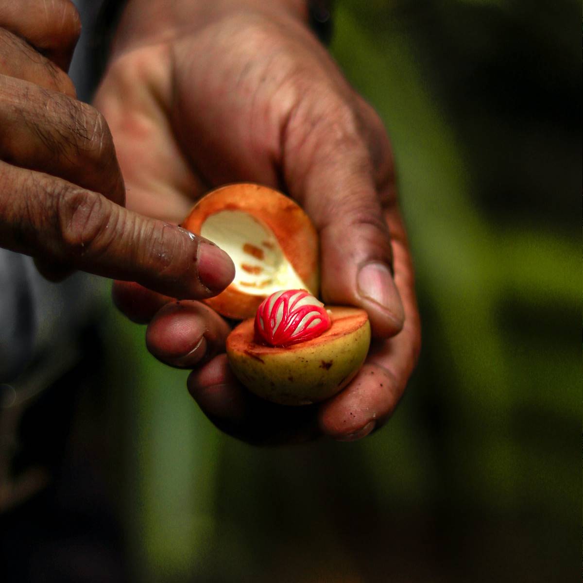 Hombre con un fruto de nuez moscada