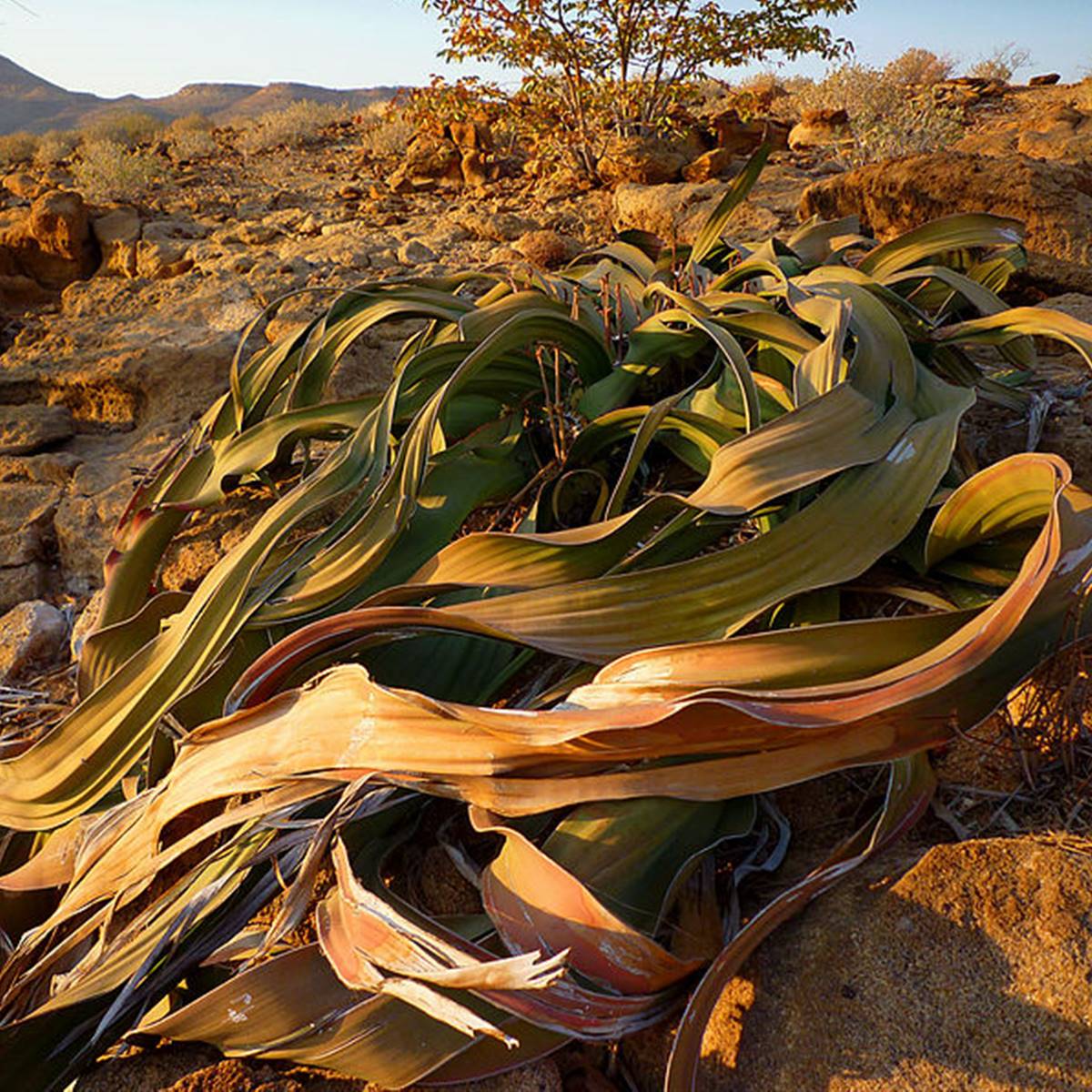 Welwitschia mirabilis
