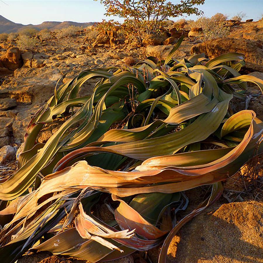 La planta inmortal revela sus secretos genéticos