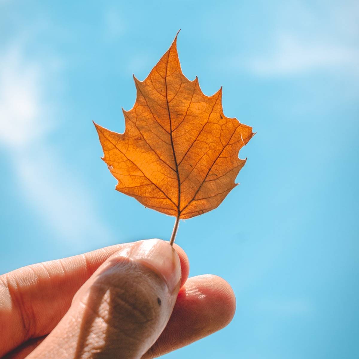 gestos revitalizar otoño