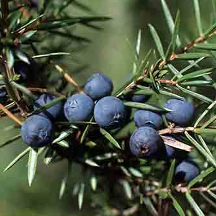 5 plantas para tratar de forma natural el ácido úrico alto