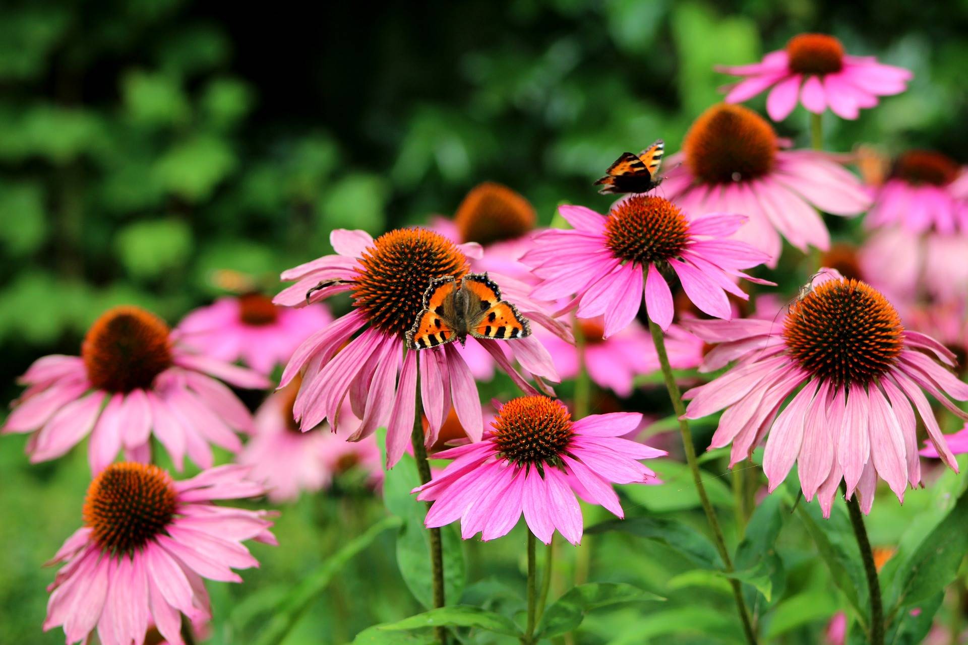 echinacea-purperea-3909760 1920