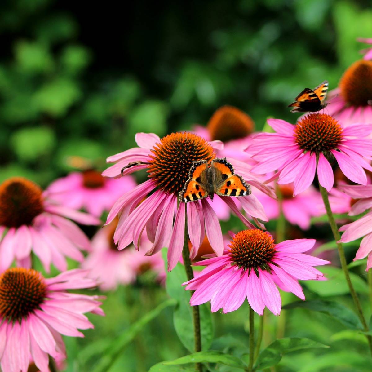 echinacea-purperea-3909760 1920