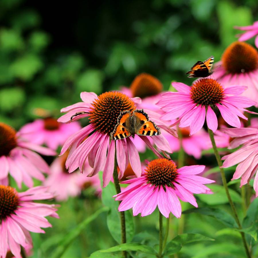 4 plantas muy eficaces para tus defensas 