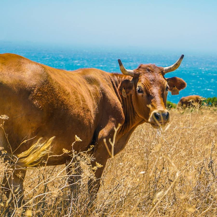 La COP26 ofrece un menú insostenible lleno de carne