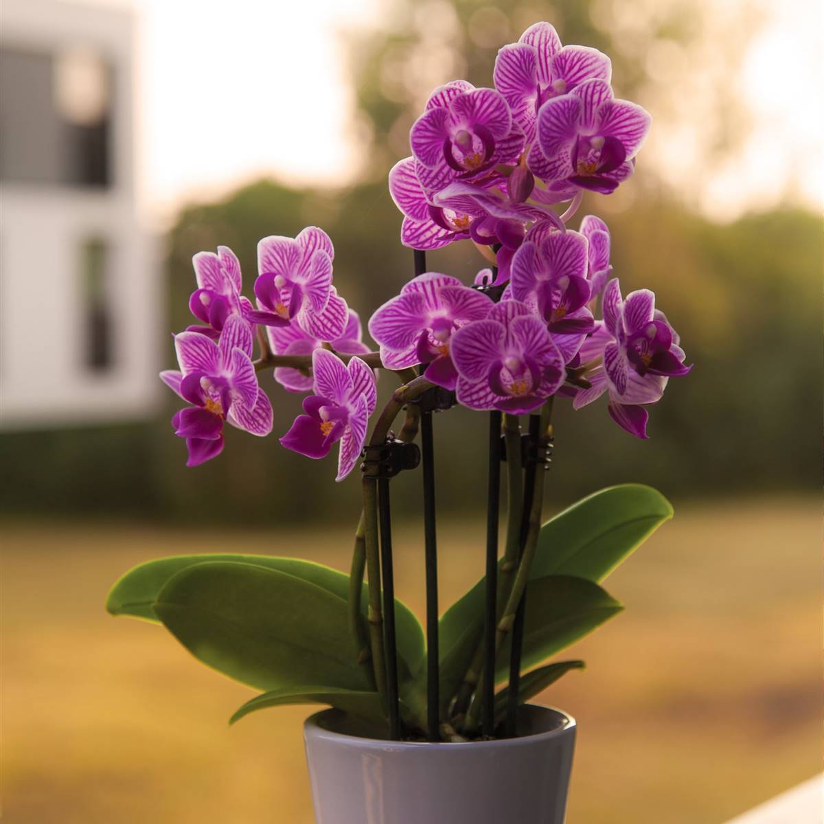 Gángster Preferencia Conflicto Cómo cuidar y hacer que florezcan las orquídeas