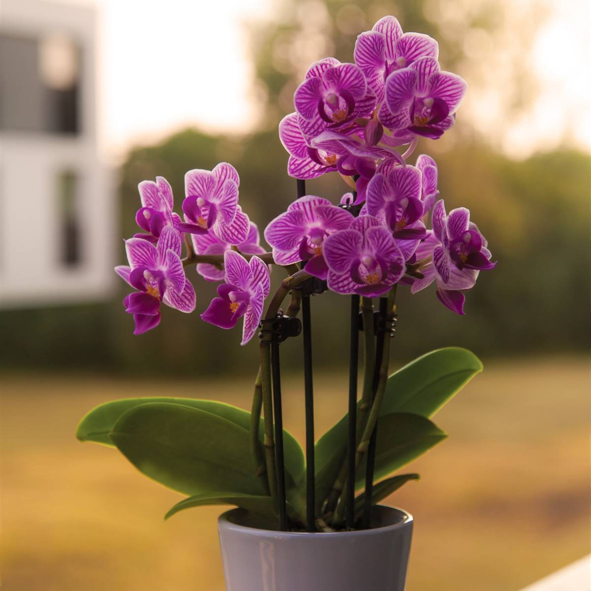 Maceta con orquídea en un alfeizar