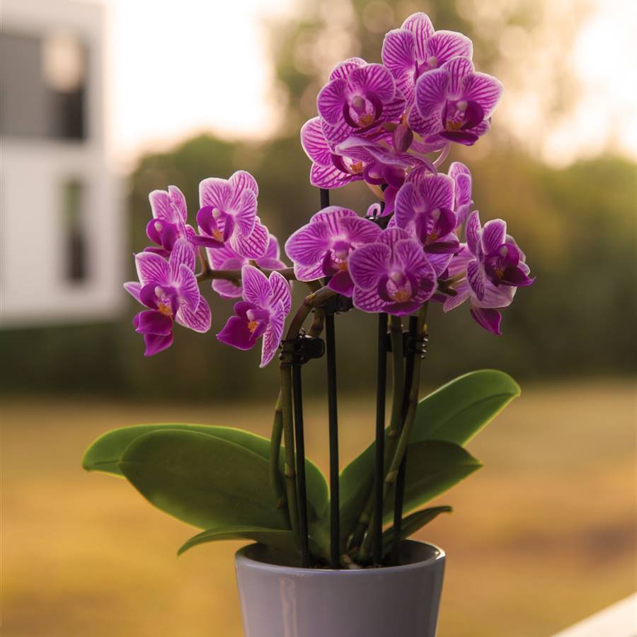 Maceta con orquídea en un alfeizar
