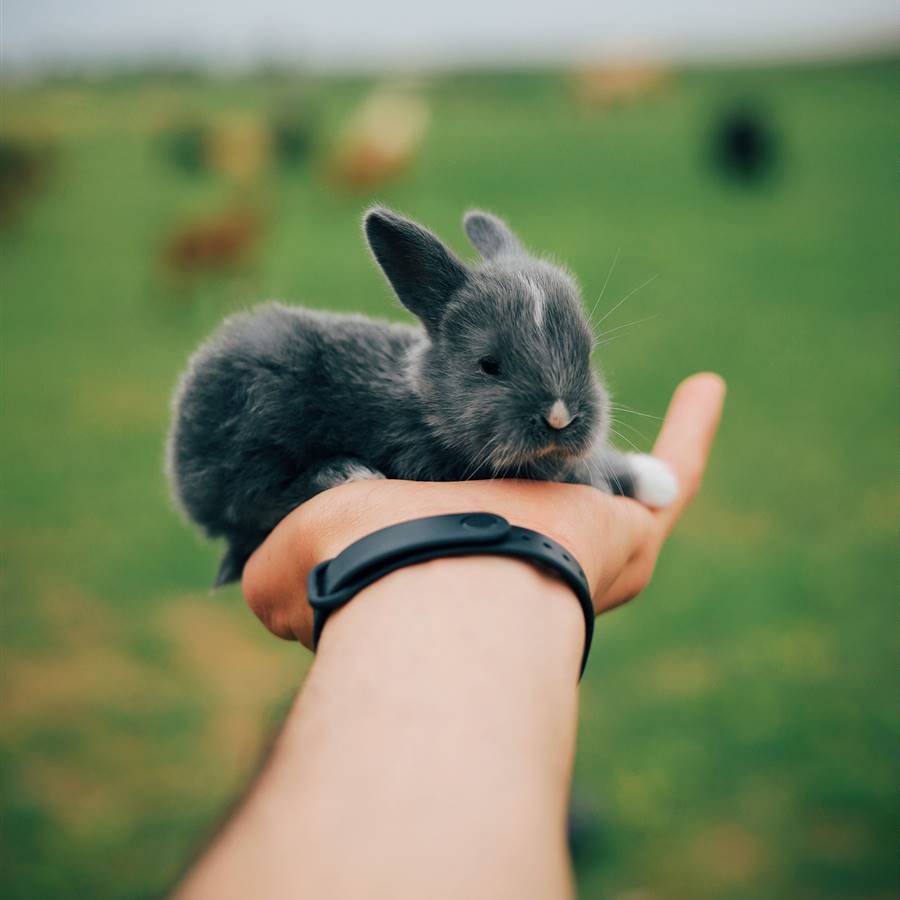 Cosméticos cruelty free: cómo evitar marcas que testan en animales