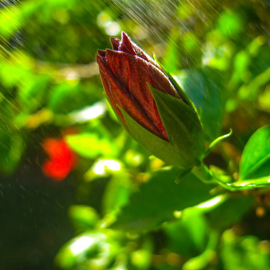 La flor: simbolismo y significado espiritual La flor: simbolismo y significado espiritual