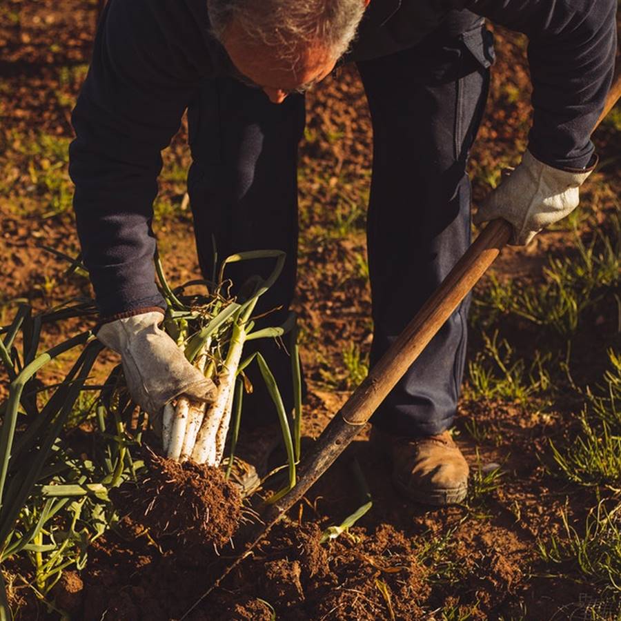 Qué plantar y recoger en diciembre: calendario del huerto