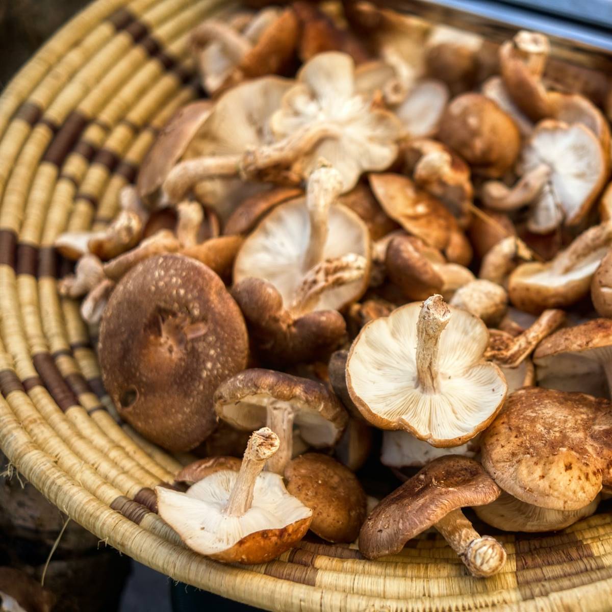 Setas Shiitake en una fuente