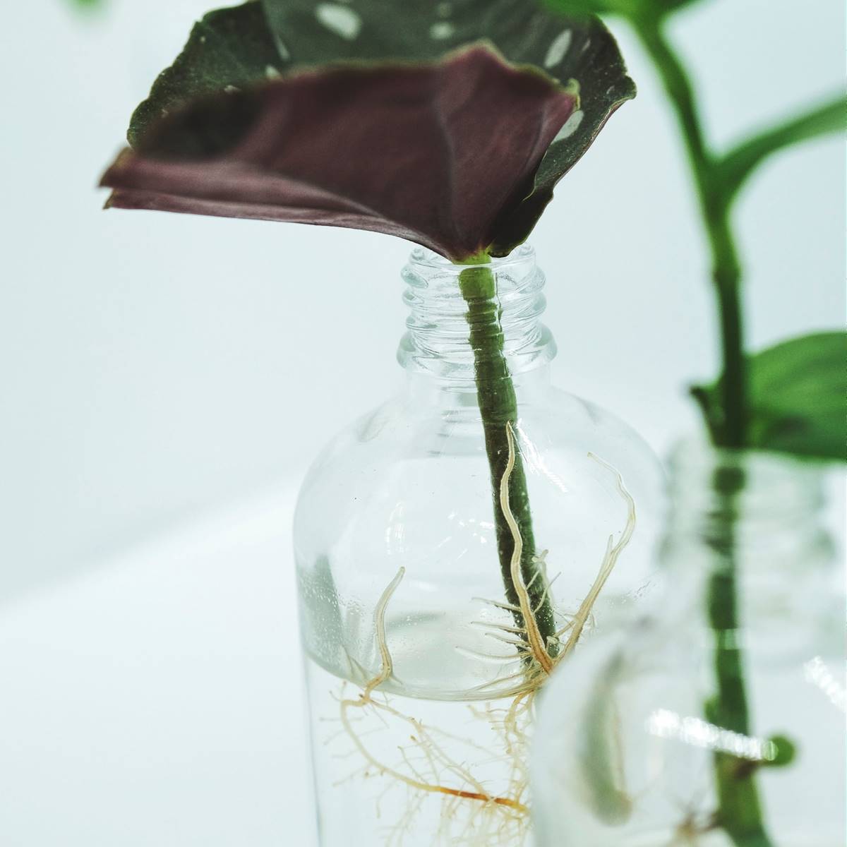 Water Plant