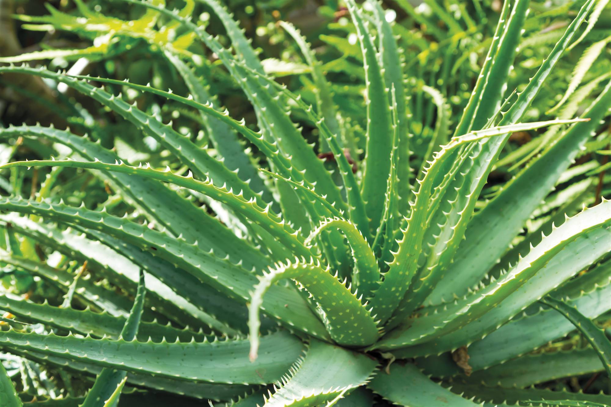 aloe-vera-s. Aloe vera (Aloe vera L)