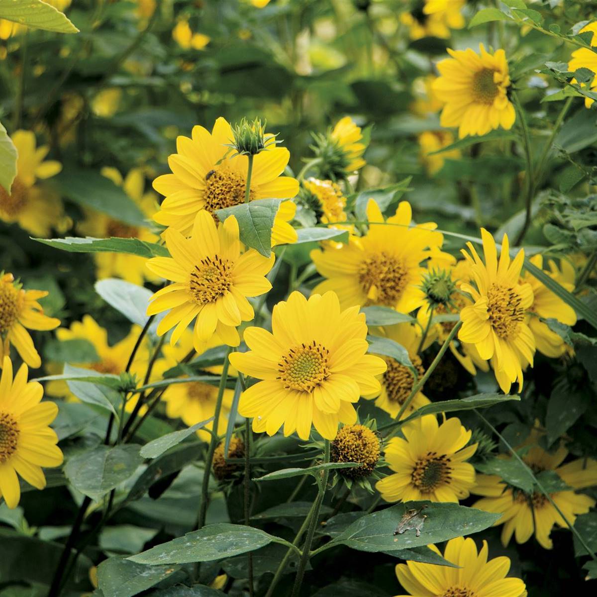 arnica d