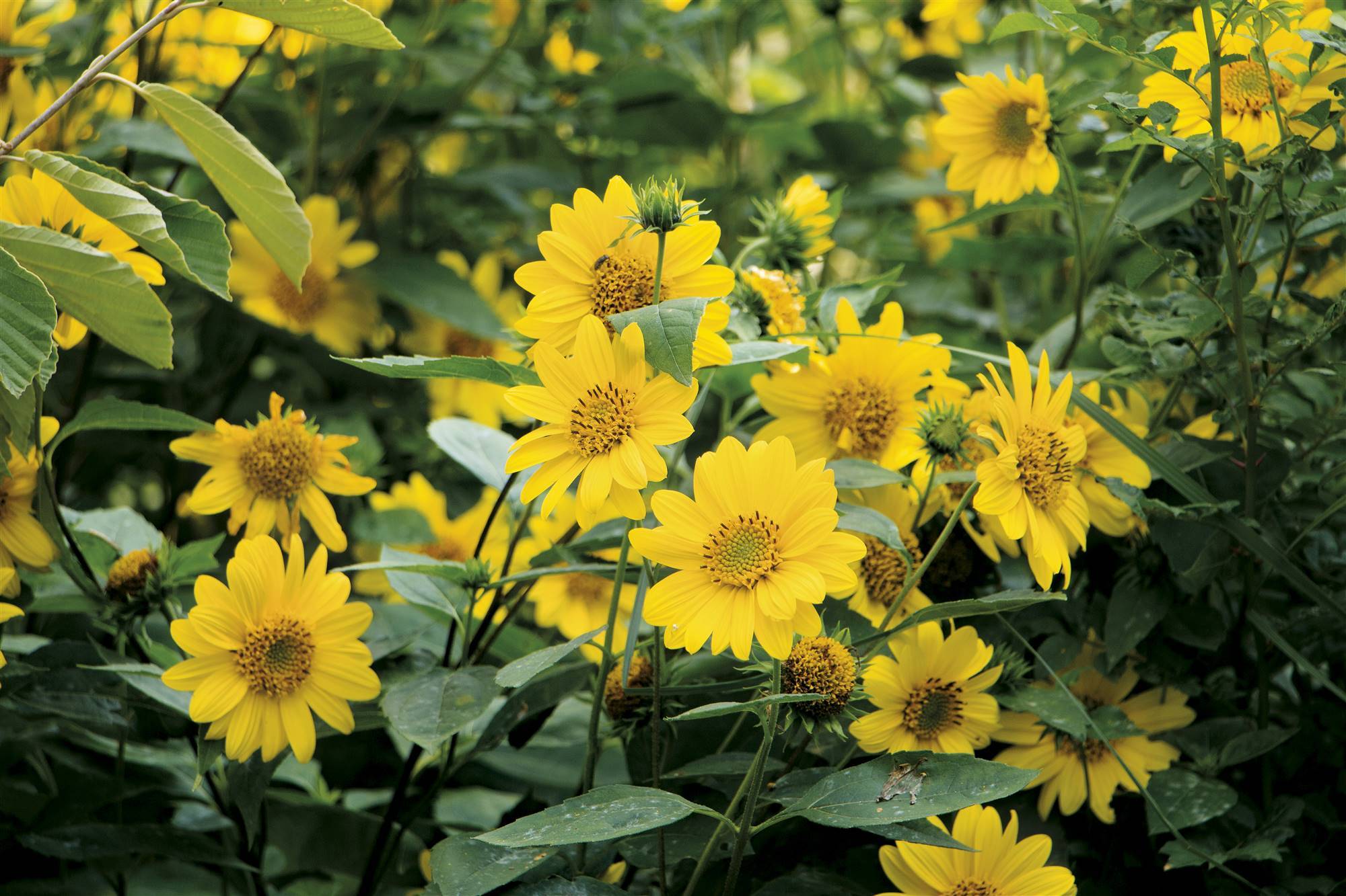 arnica d. Árnica (Urtica dioica L.)