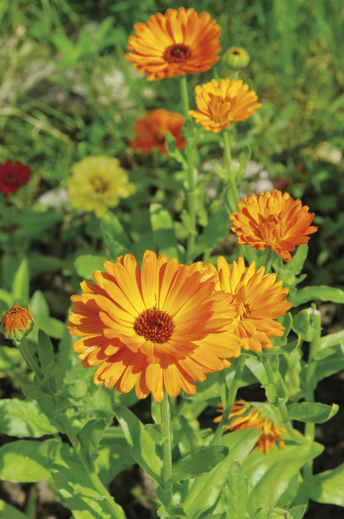 calendula-d. Caléndula (Calendula officinalis L.)