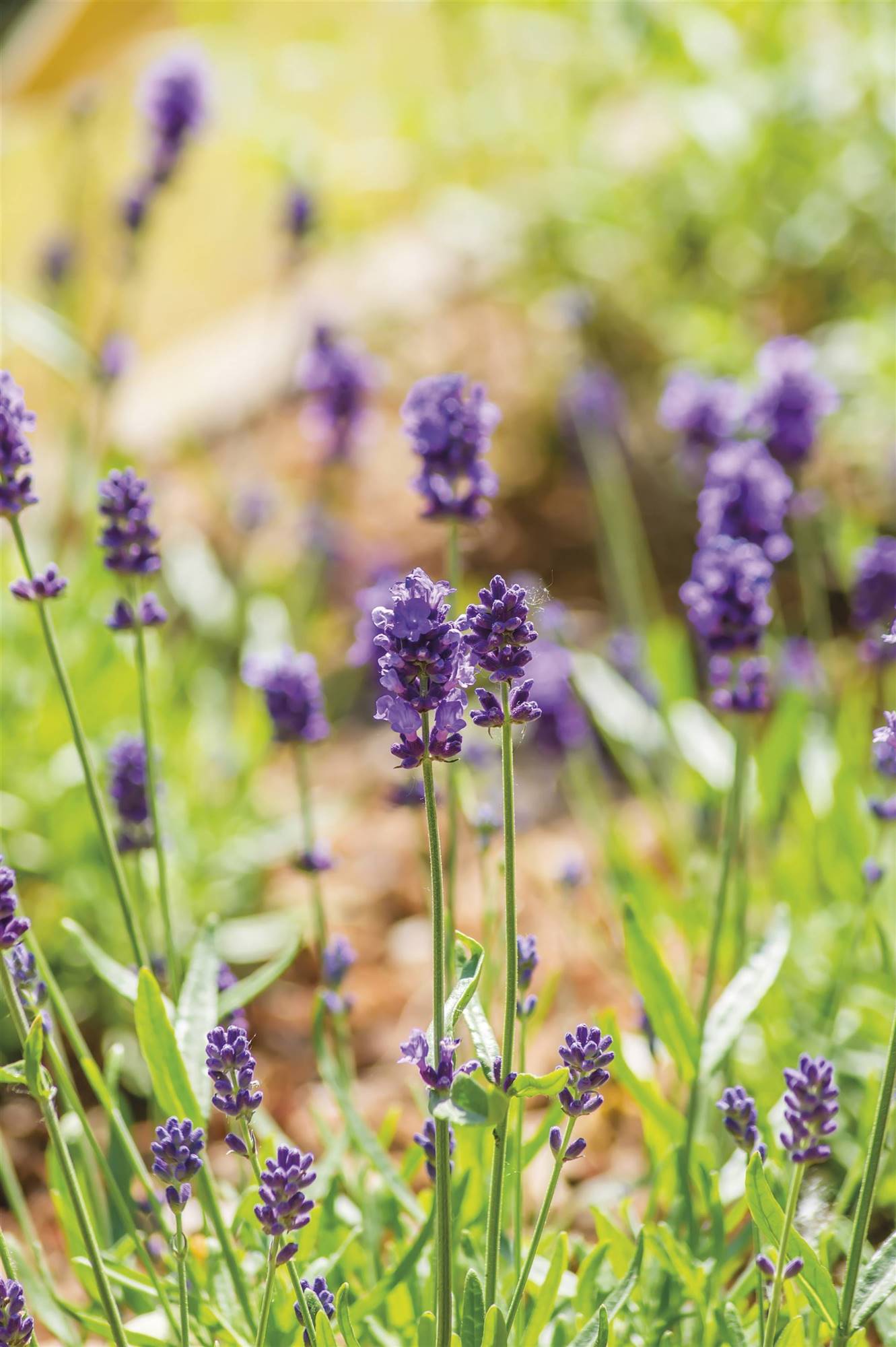 lavanda-d. Lavanda (Lavandula angustifolia Miller)