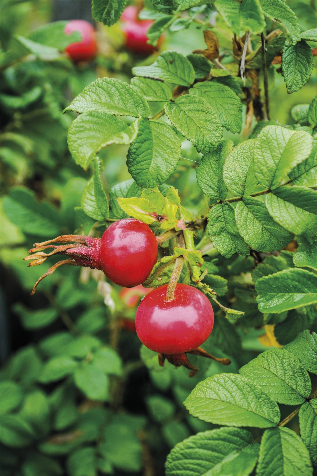 rosa-mosqueta-s. Rosa Mosqueta (Rosa rubiginosa L.) 