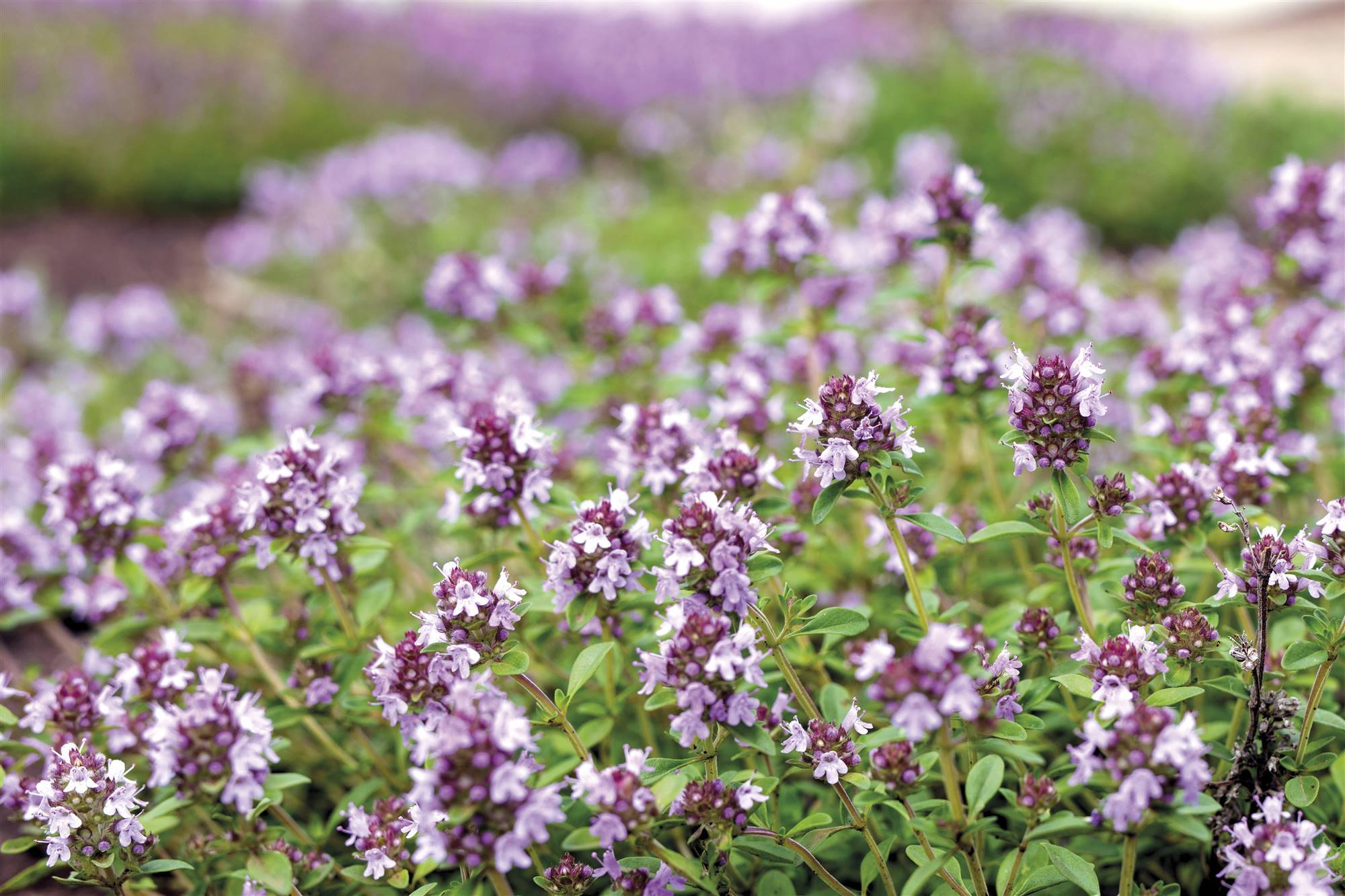 tomillo-d. Tomillo (Thymus vulgaris L.)
