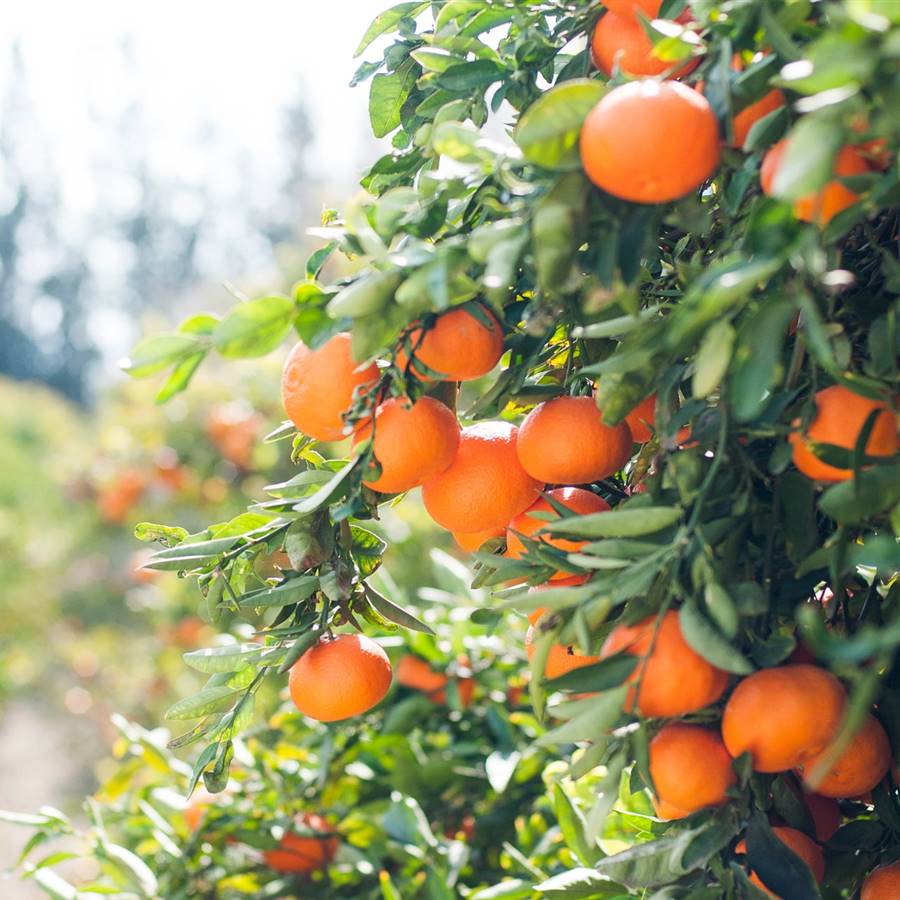 Qué comer para subir las defensas: las 7 claves nutricionales