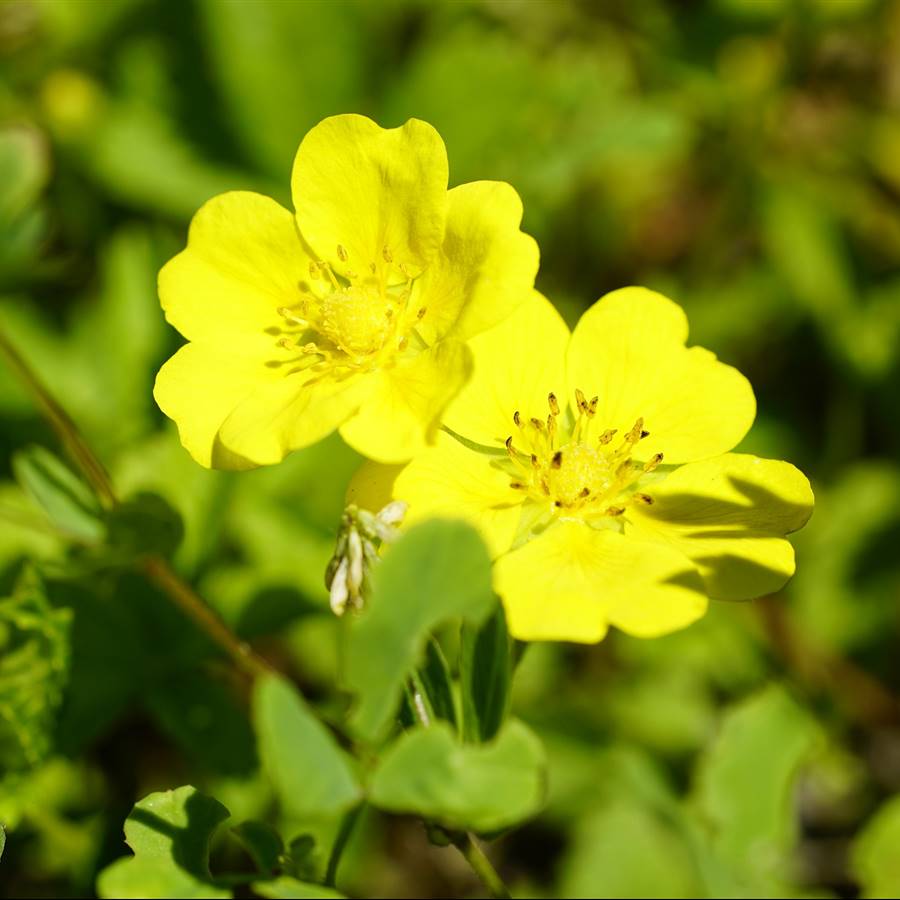 7 raíces medicinales muy efectivas contra alteraciones comunes
