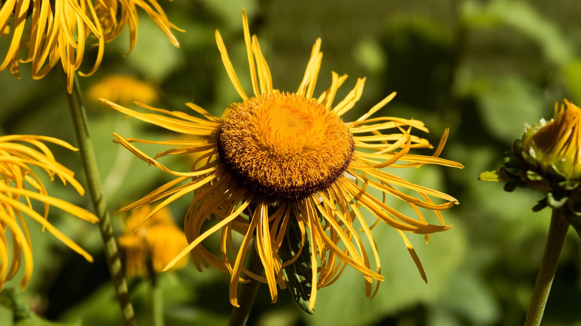 2 flower-5455531 1920