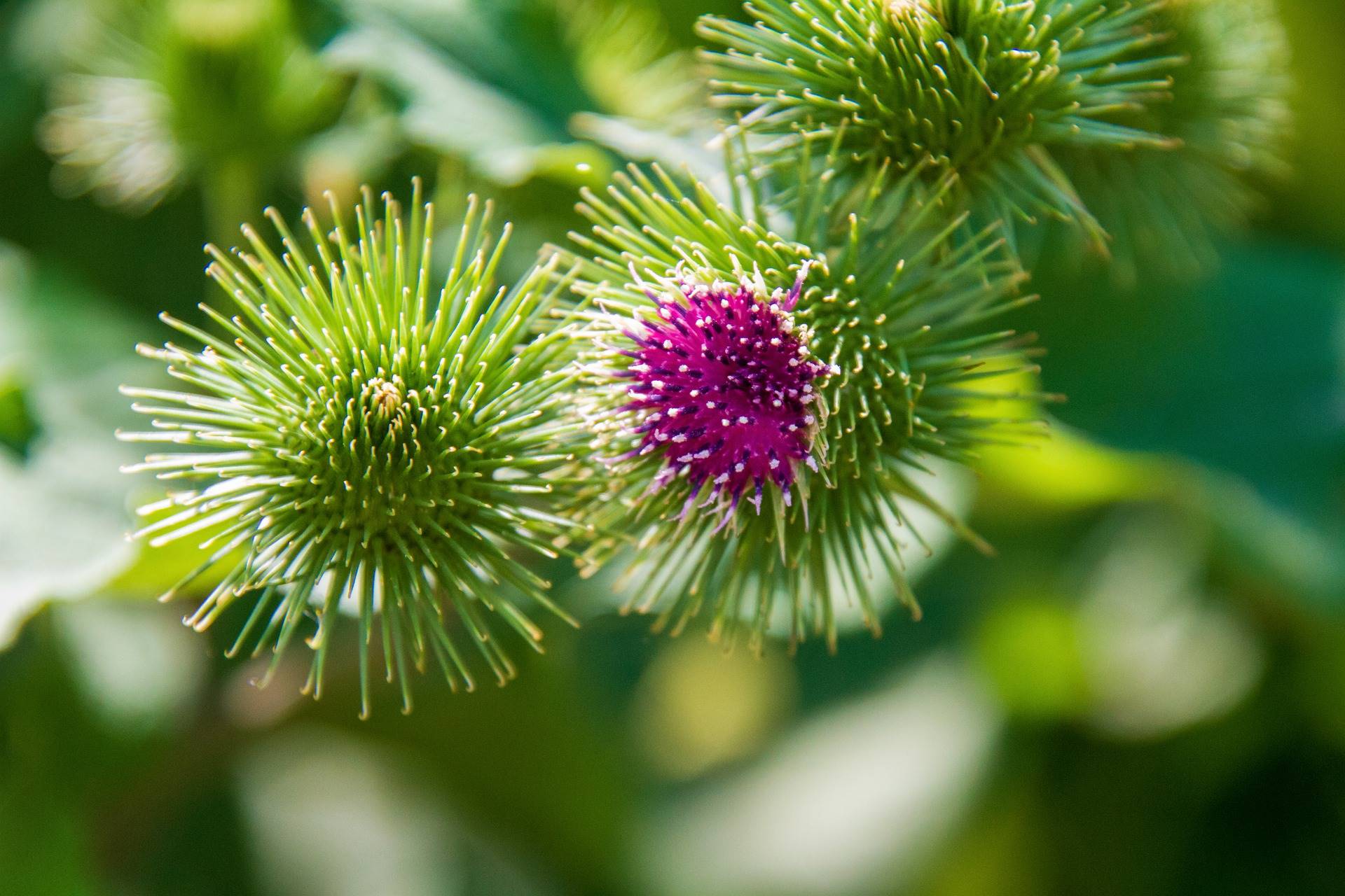 5 burdock-4497755 1920