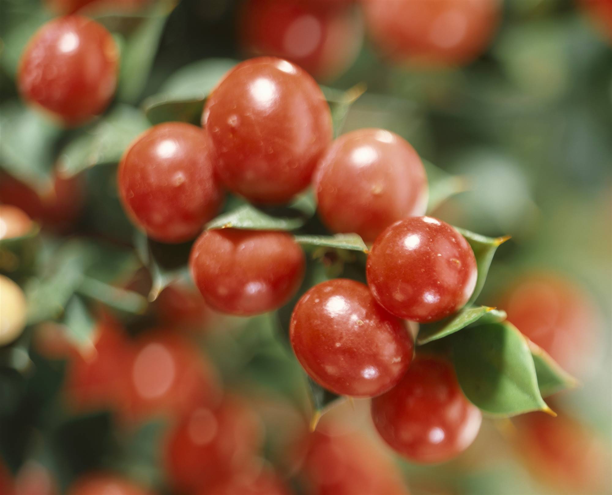 6 StockFood 00349641 HiRes Butcher s broom Ruscus aculeatus John Redmond