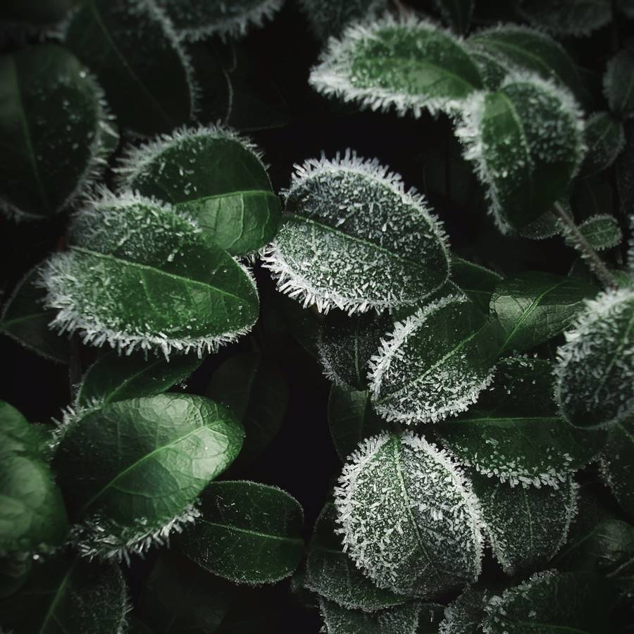 ¿Qué plantas tienes que pasar al interior cuando hace frío?