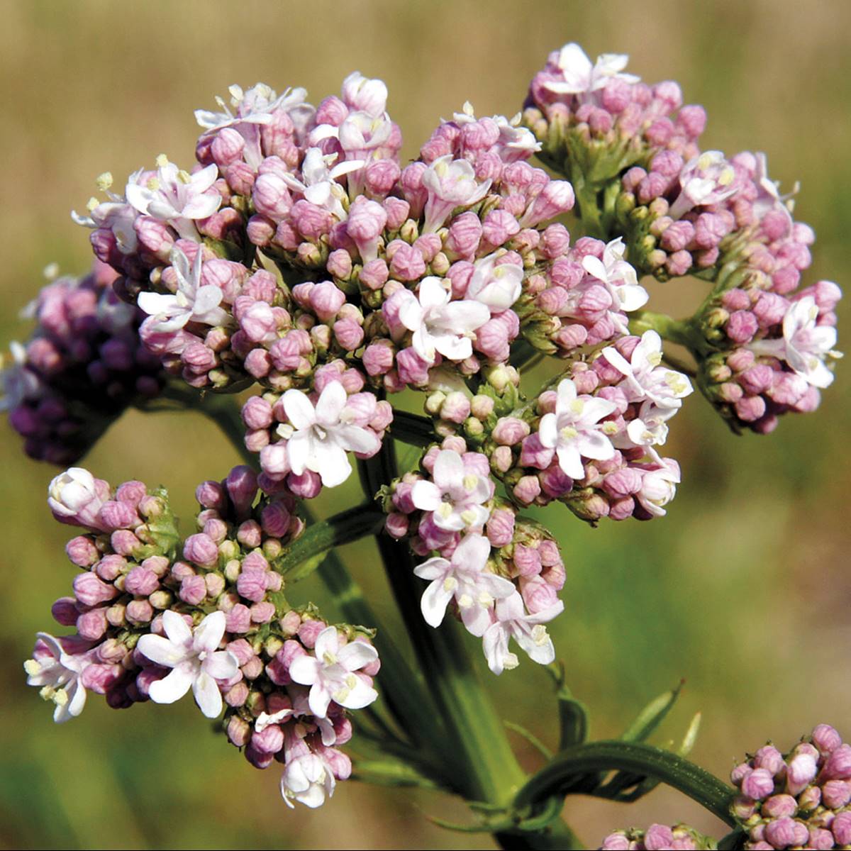 Valeriana: propiedades, para qué sirve y cómo tomarla