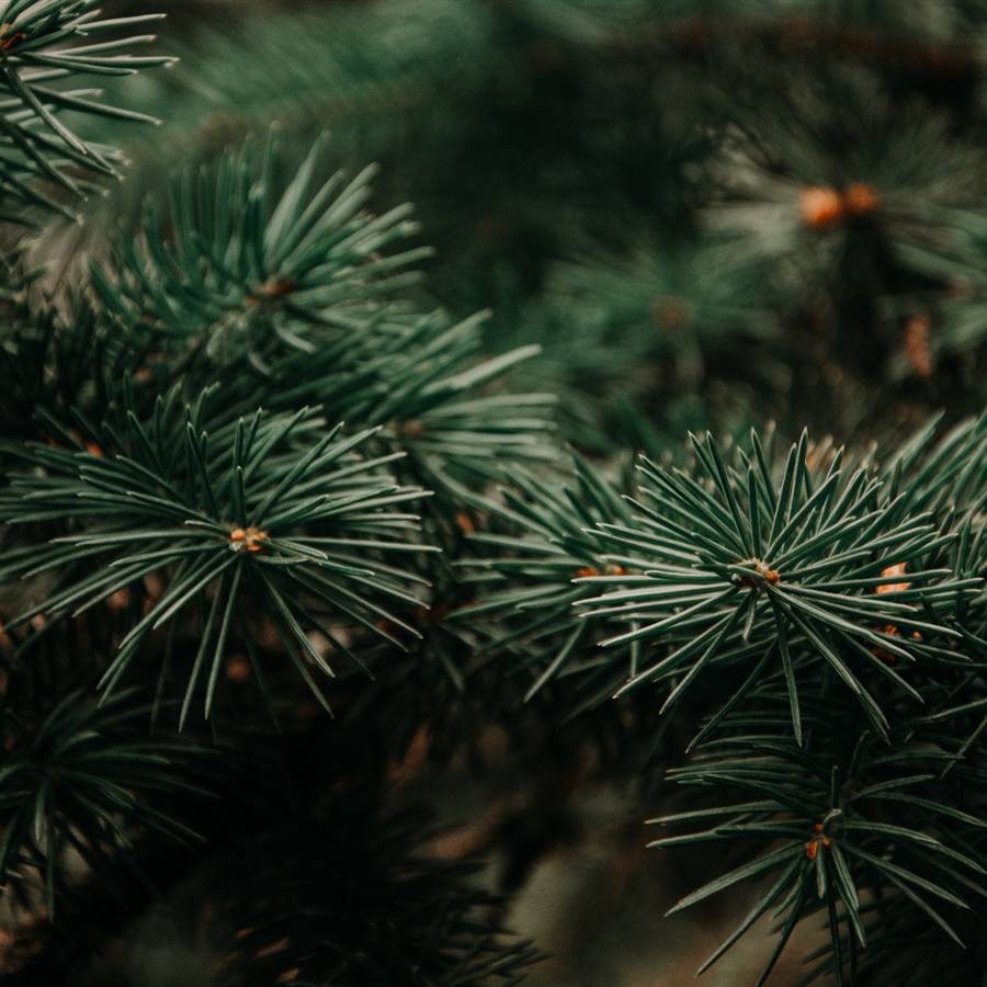 ¿Se puede comer el árbol de Navidad? Sí