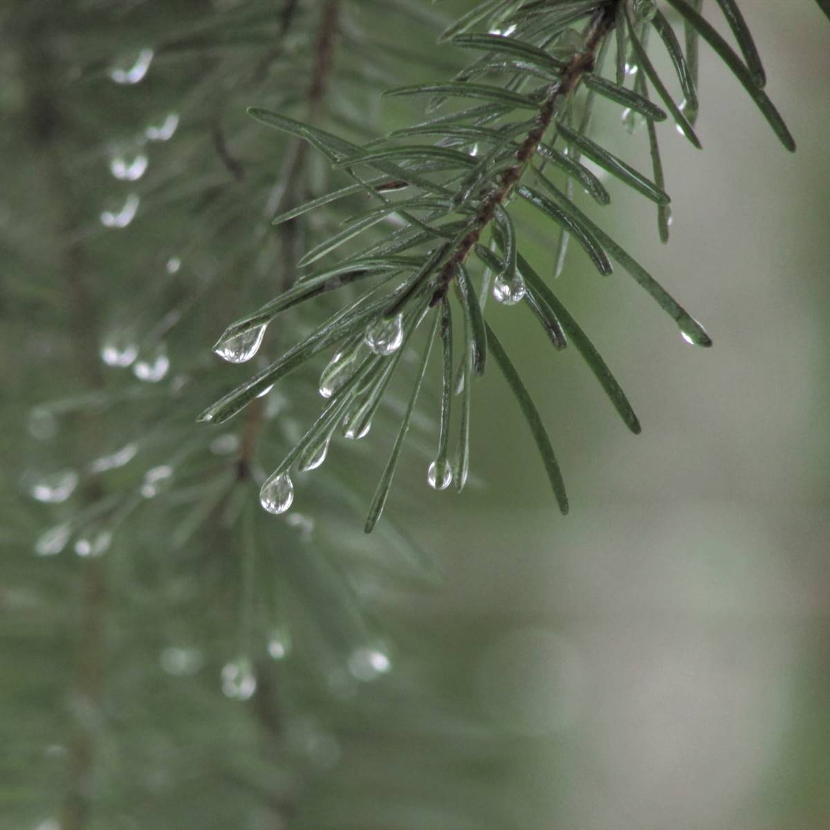 Agujas de abeto mojadas por la lluvia