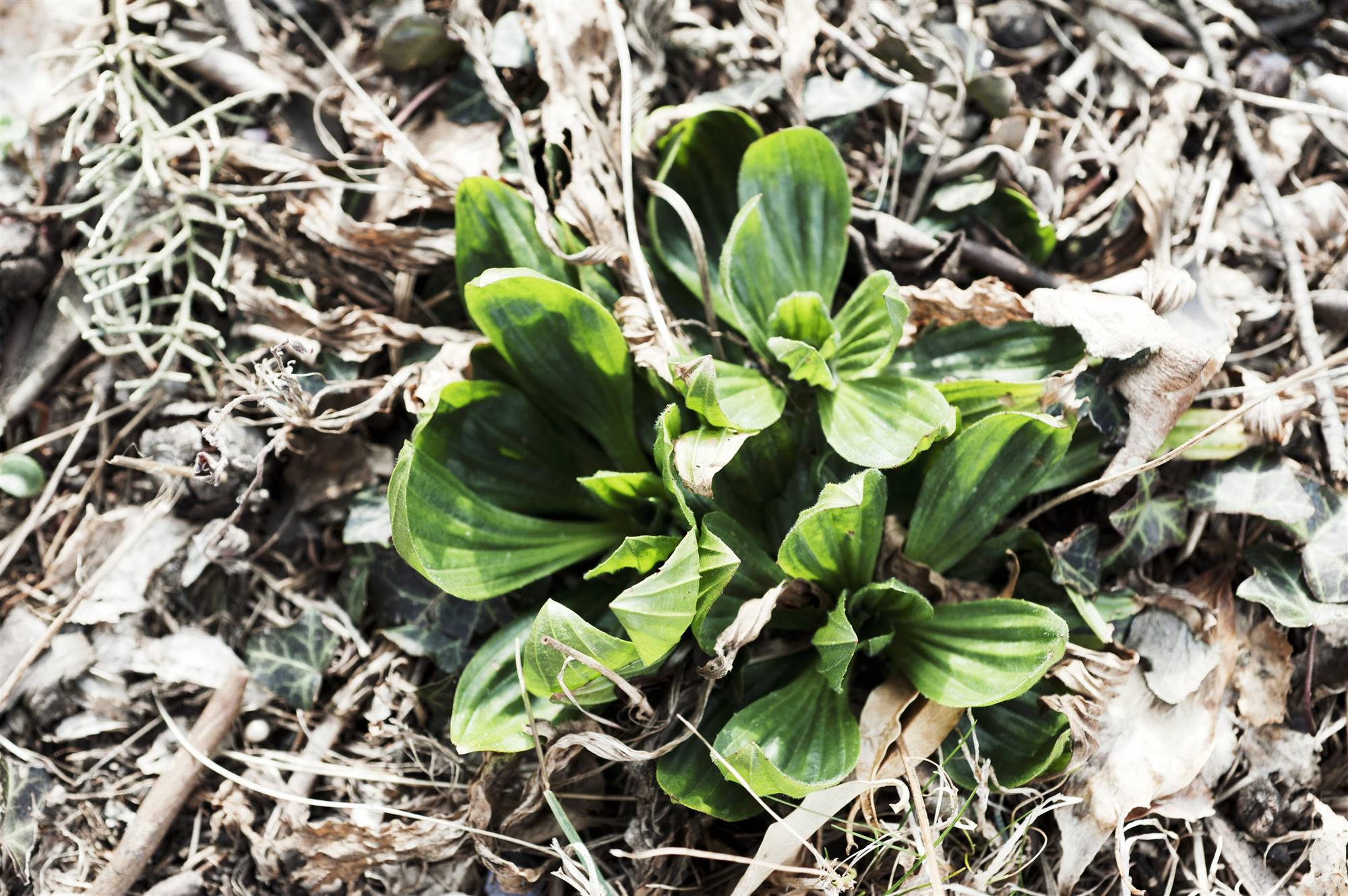 2 StockFood 11089074 HiRes Young greater plantain plantago major