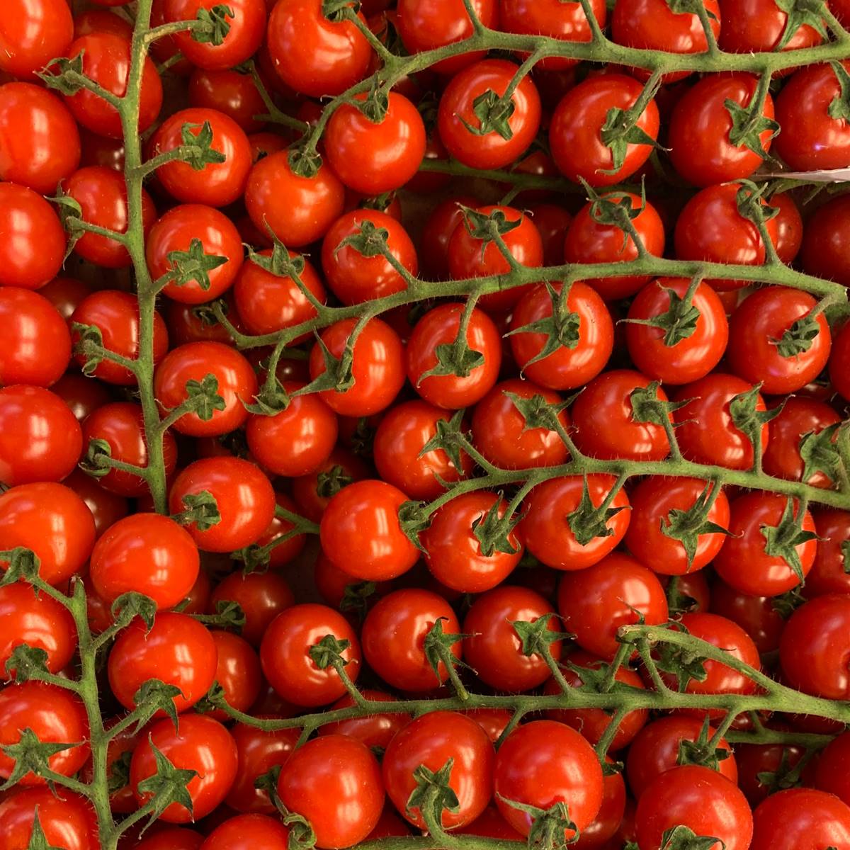 tomates-en-rama_8ba0df47_1200x1200