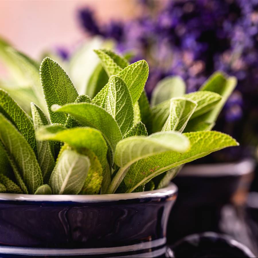 Salvia: propiedades, beneficios, para qué sirve y contraindicaciones - Guía