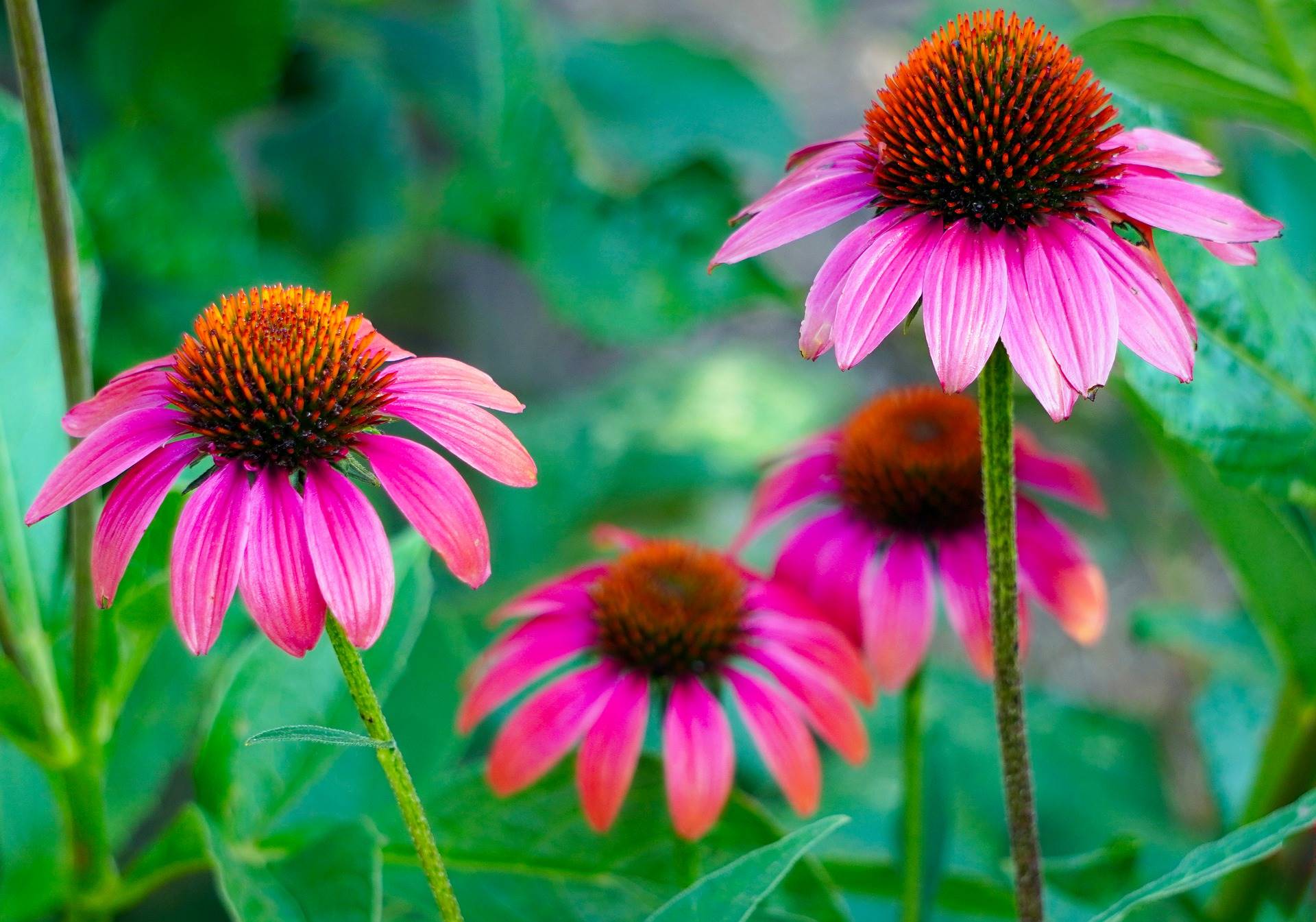 echinacea-ga7772b9e0 1920