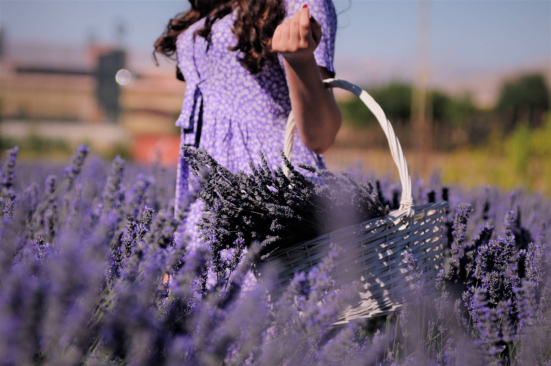 lavender-ga3b18ebc3 1920
