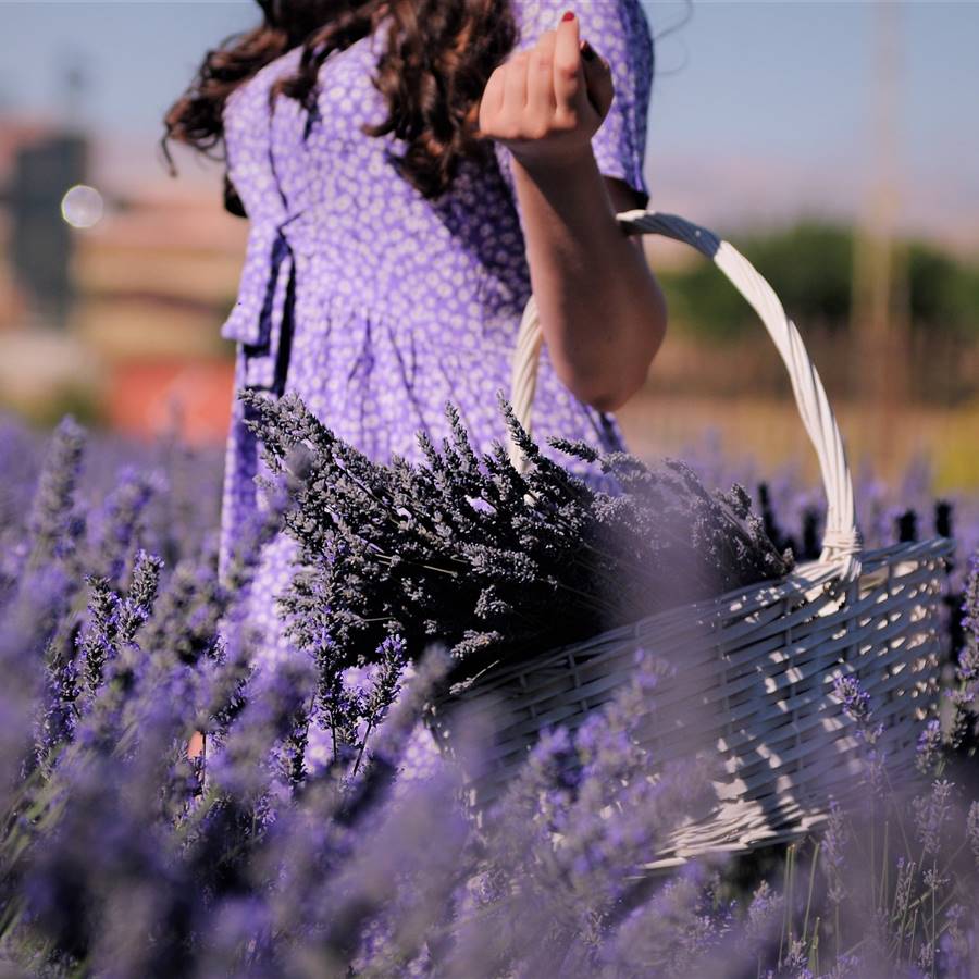 lavender-ga3b18ebc3 1920