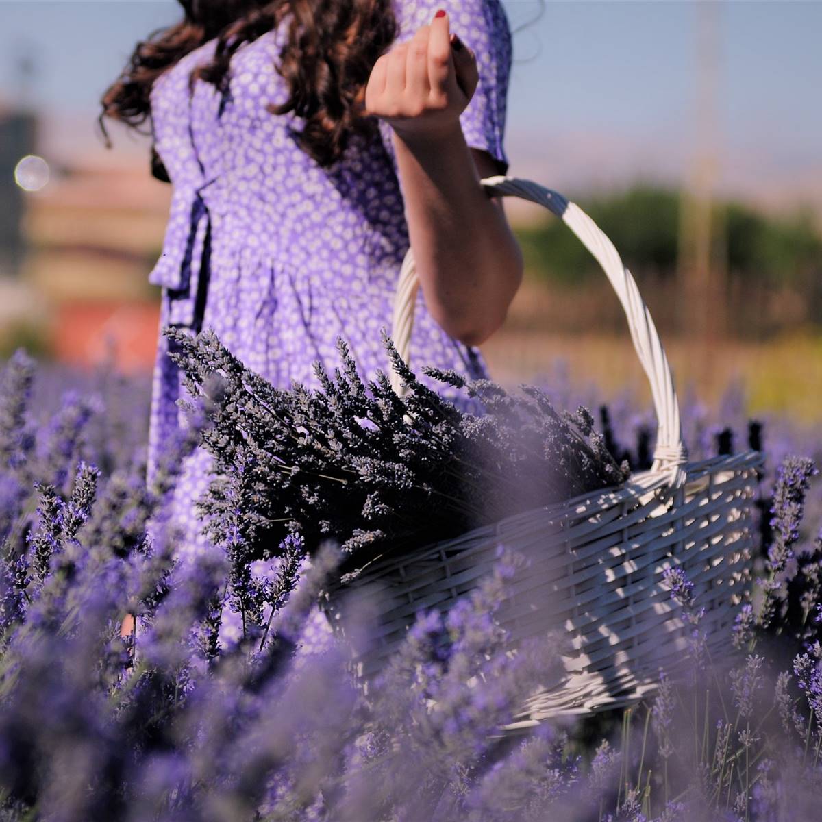 lavender-ga3b18ebc3 1920